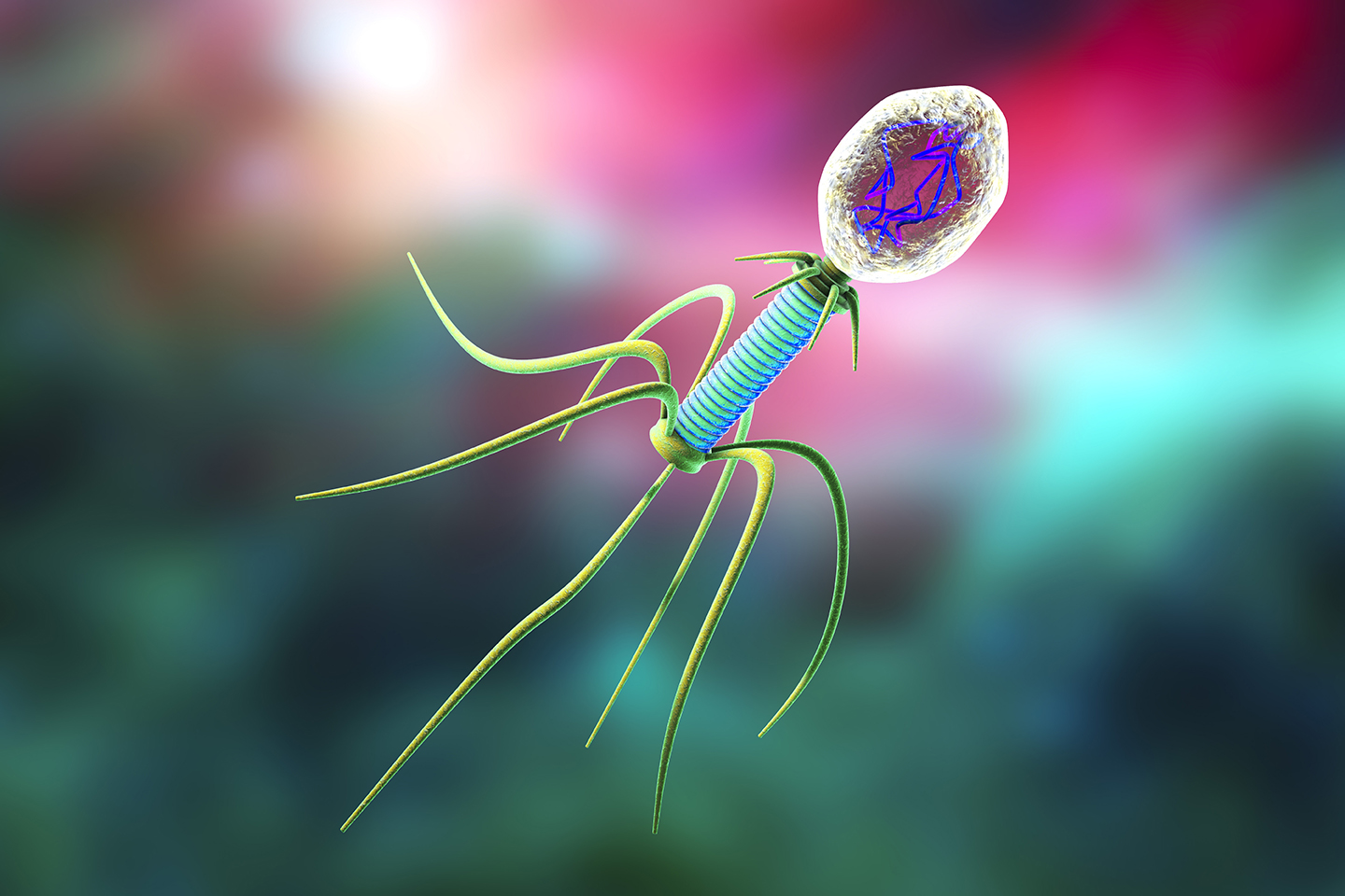 A Coliphage is a type of bacteriophage.