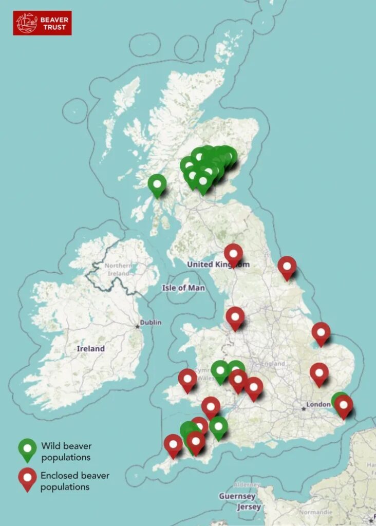 Beavers are Back in Britain, and it’s Good News for our Waterways H2O