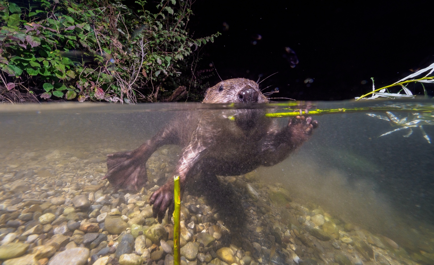 Beaver water quality