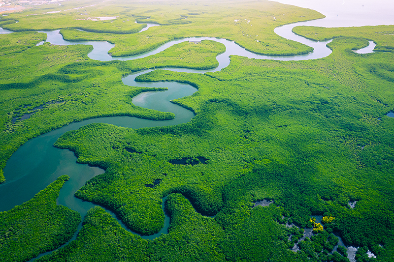 Isle 1. Aerial view of mangrove forest in Gambia