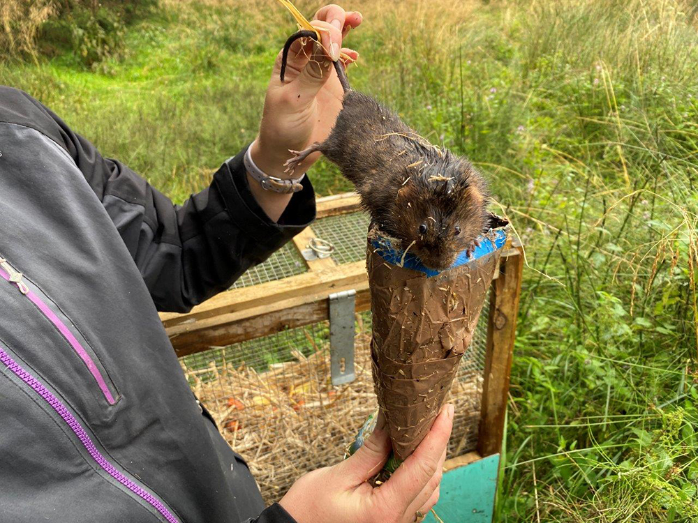 Water vole health check before release June 2021