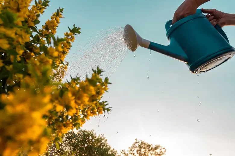 a person waters their allotment with a watering can