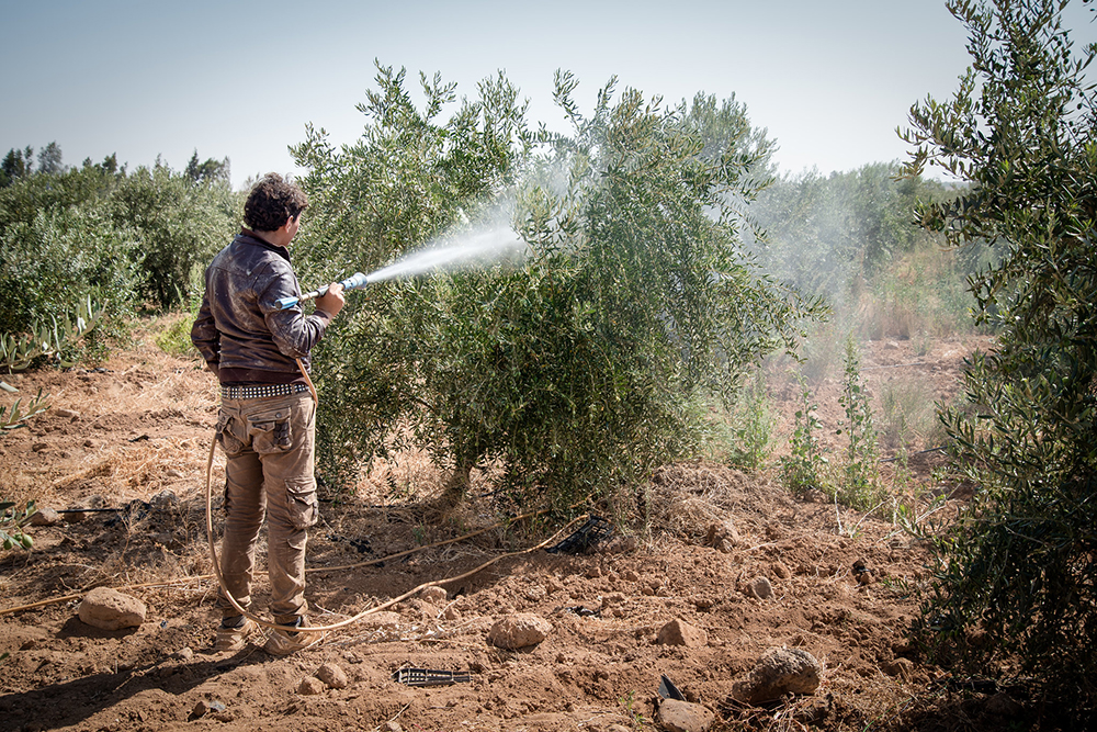 Pesticides spraying at the Abu Kishik Farm in Mafraq, Jordan - Photo credit: Seersa Abaza / IWMI