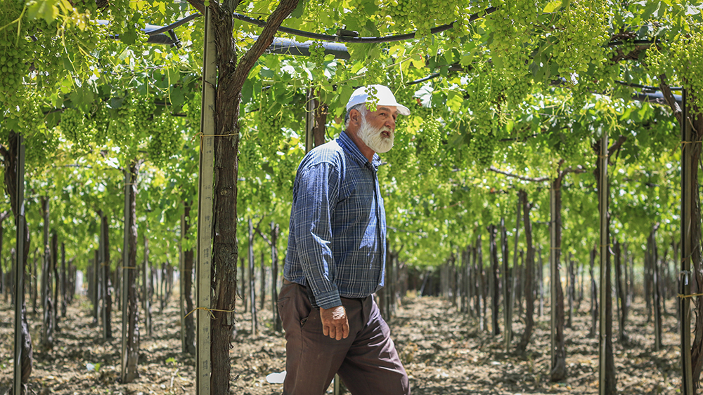 Farmer showing grape varieties for export - Ablah:Zahle