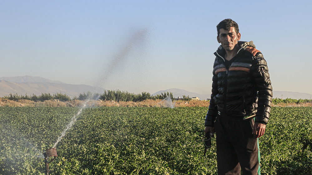 Farmer showing potato field being watered