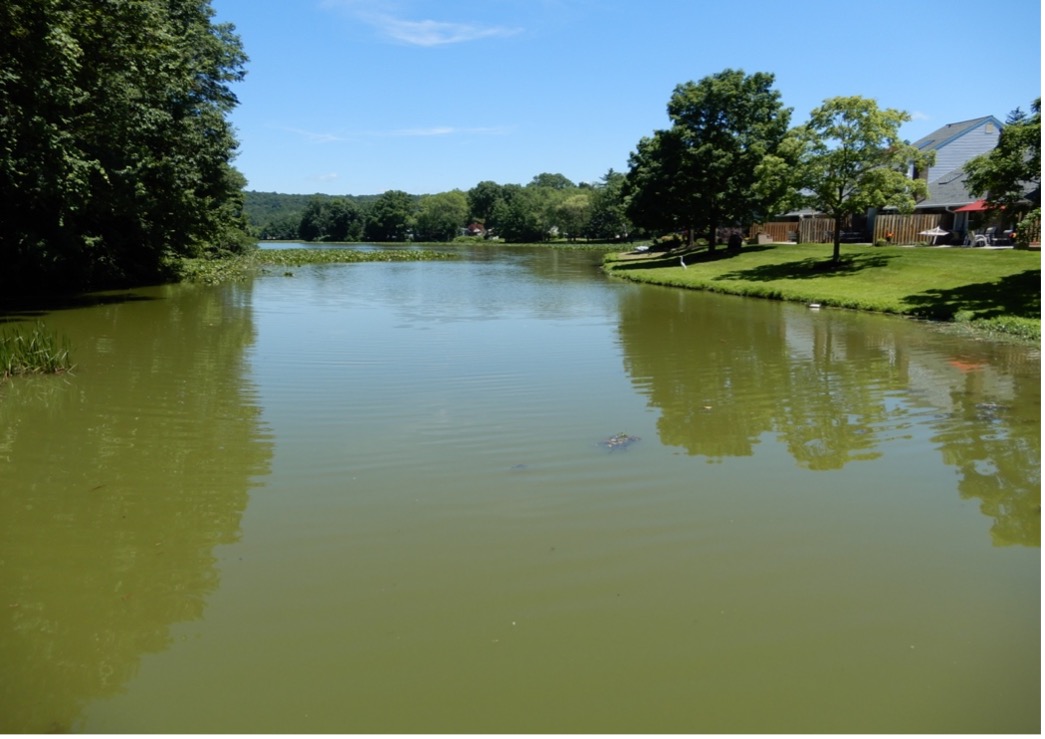 Harmful Algal Blooms