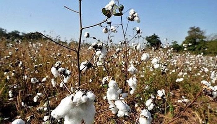 Cotton Farming and Water Scarcity:Challenges and Solutions | H2O Global ...