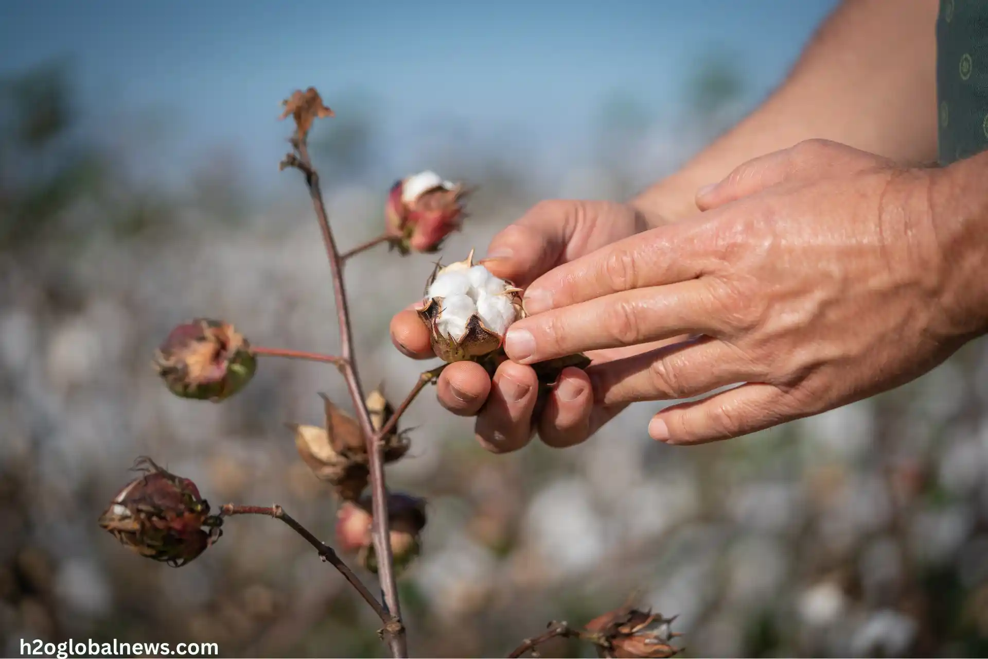 The Basics of Cotton Farming