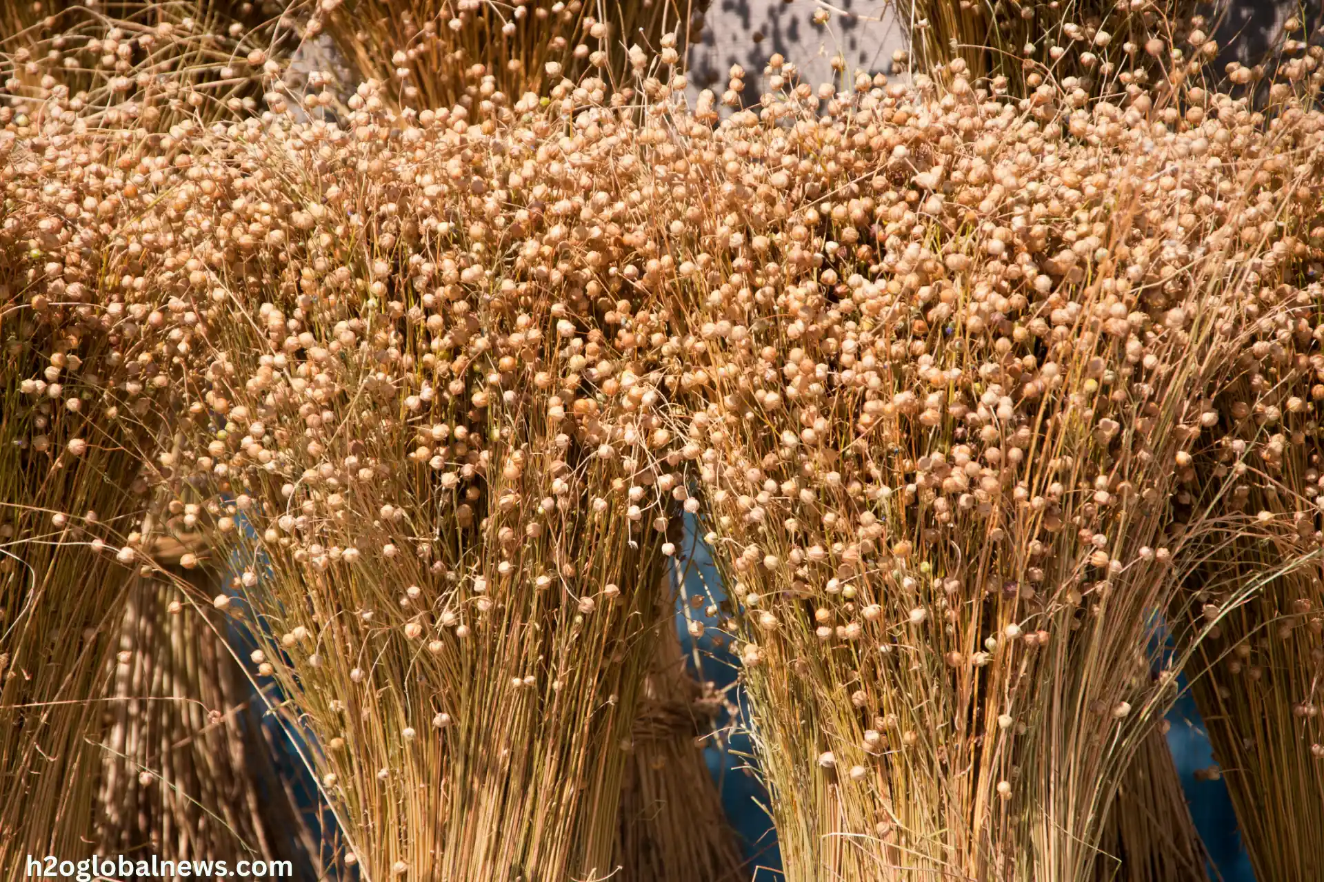 Flax Require Less Water than Cotton farming