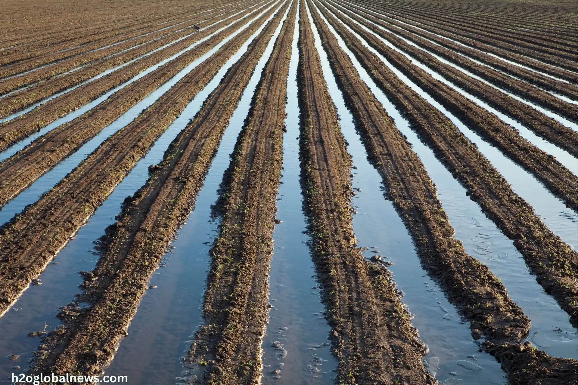 Irrigation Scheduling for Cotton Cultivation 