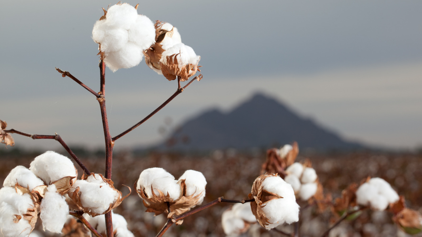 Cotton Farming and Water Scarcity
