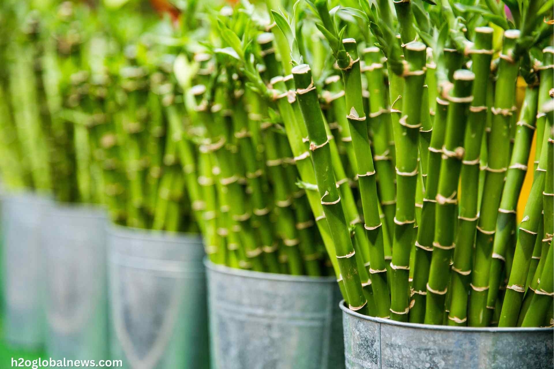 bamboo farming Require Less Water