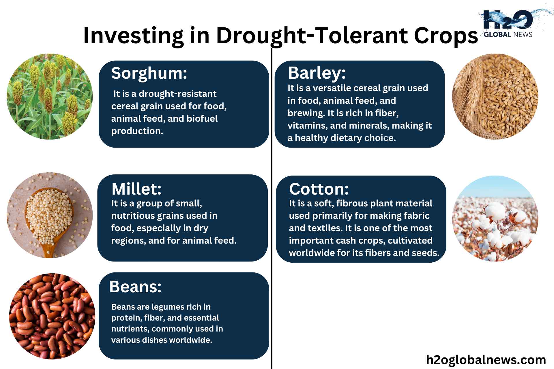 Investing in Drought-Tolerant Crops