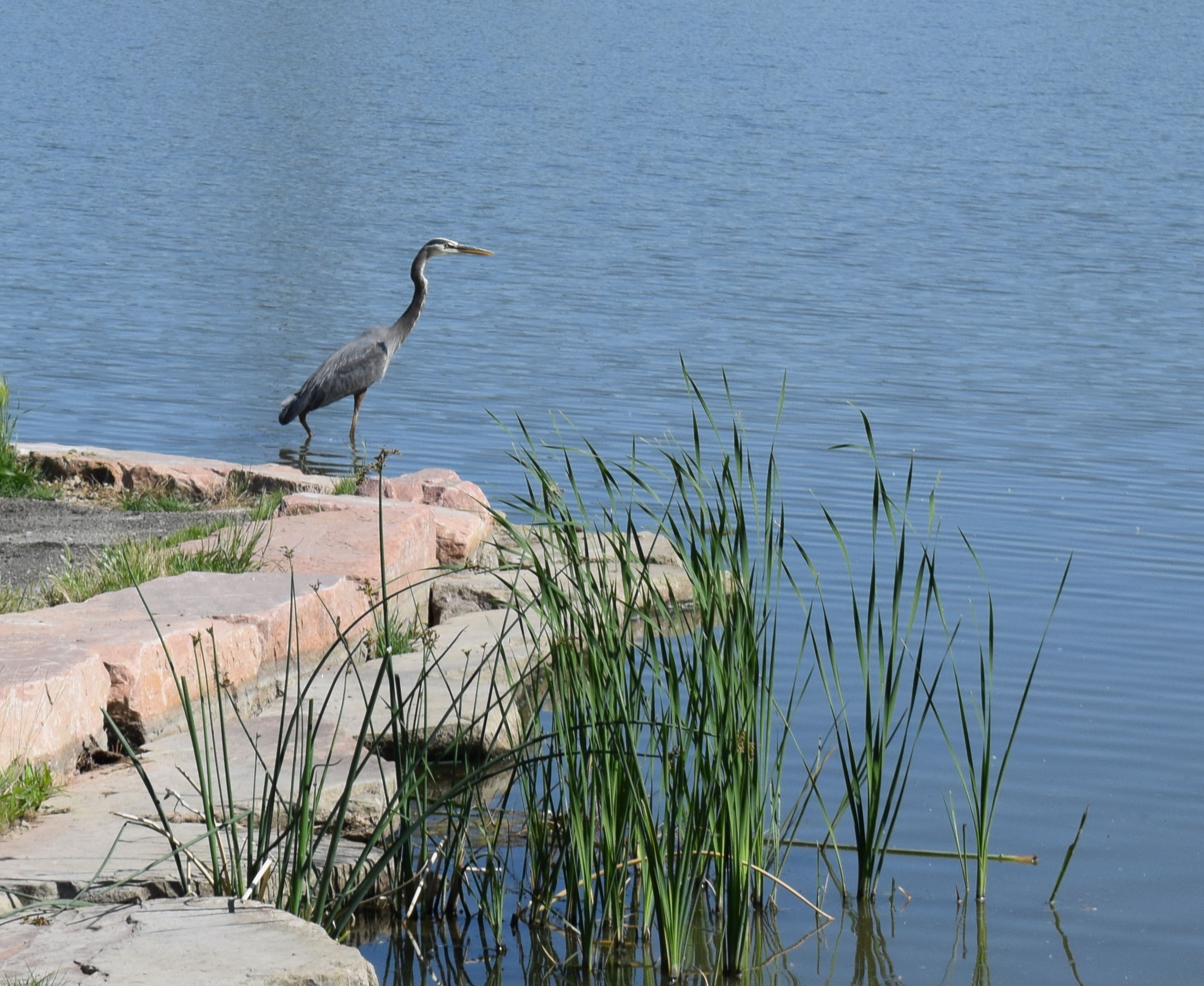 A blue heron enjoys the waters of the South Platte River near Metro Water Recovery’s treatment facility.