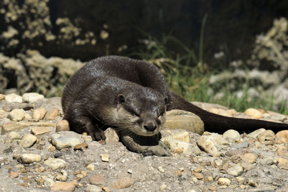 California's Sea Otters: Natural Erosion Protectors