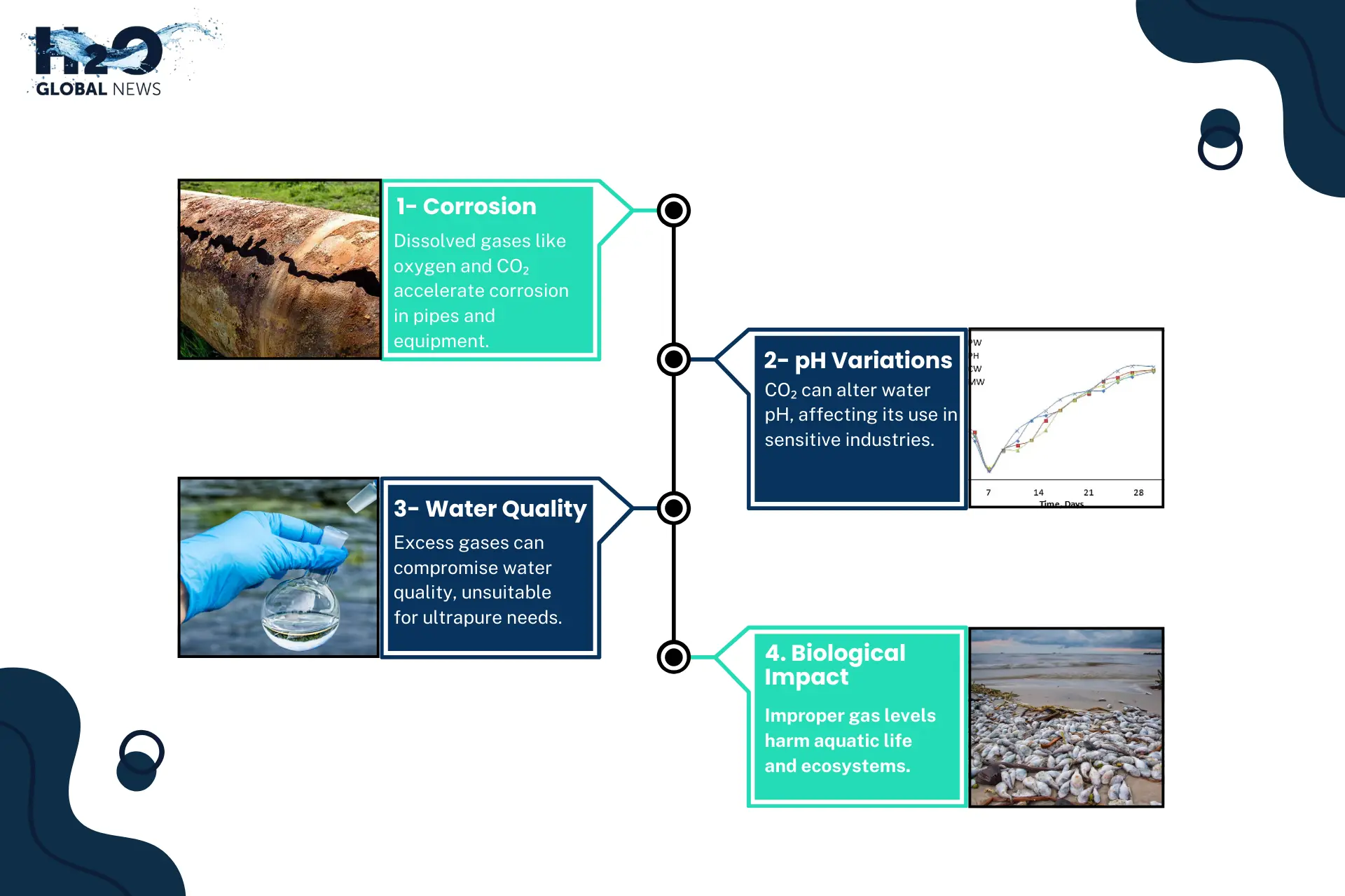 Effects of Dissolved Gases in Purified Water