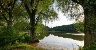 how does forestry impact water