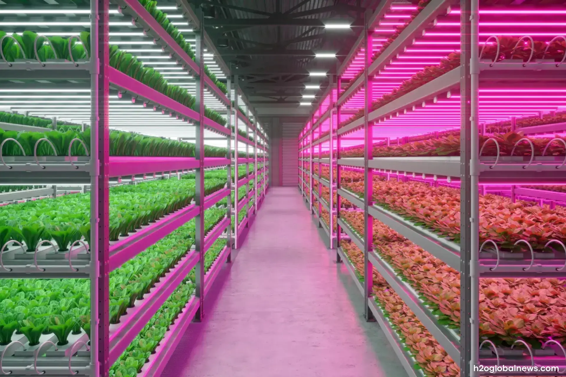 LED Grow Lights for Vertical Farming Lighting