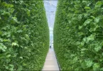 what is vertical farming