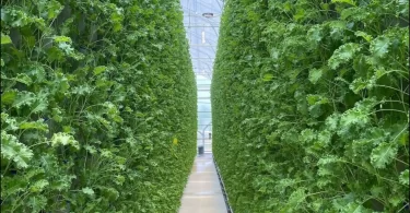 what is vertical farming