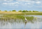 Why Are Wetlands Important