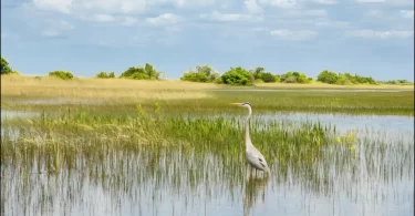 Why Are Wetlands Important