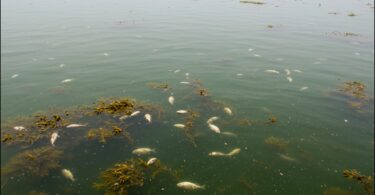 What Are Dead Zones in water