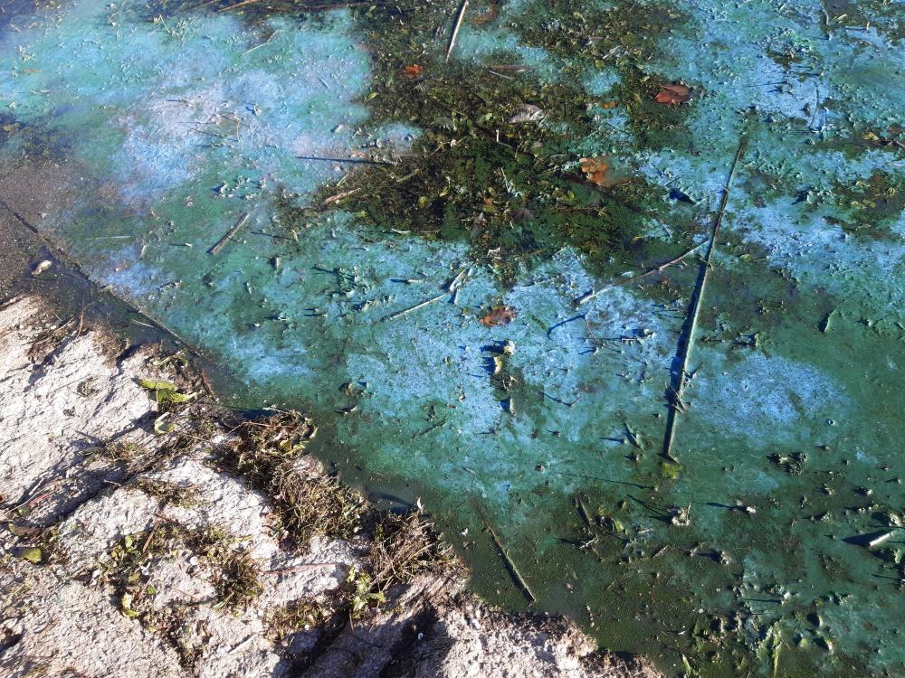 harmful algal blooms