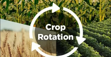 How Crop Rotation Helps Conserve Water In Agriculture