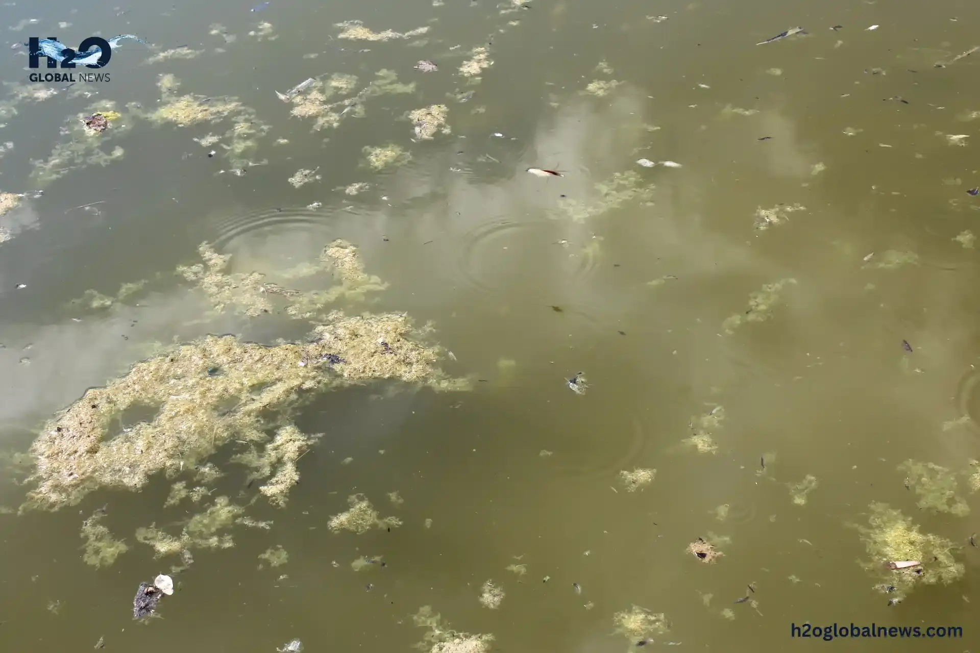 stagnant water
