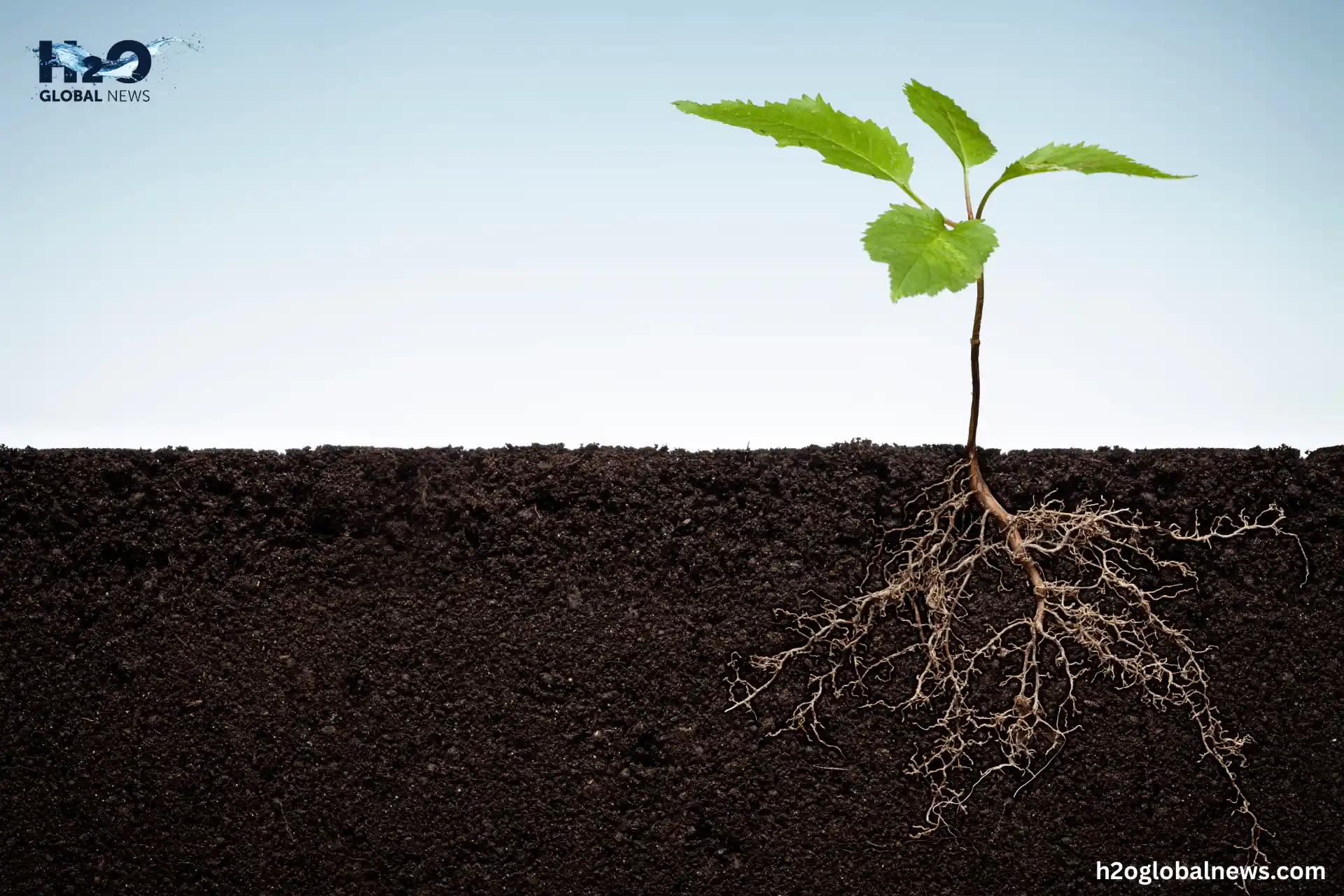  Rotation and Crop Selection Supports Better Root Systems for Water Uptake
