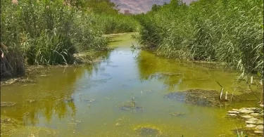 What Is Stagnant Water