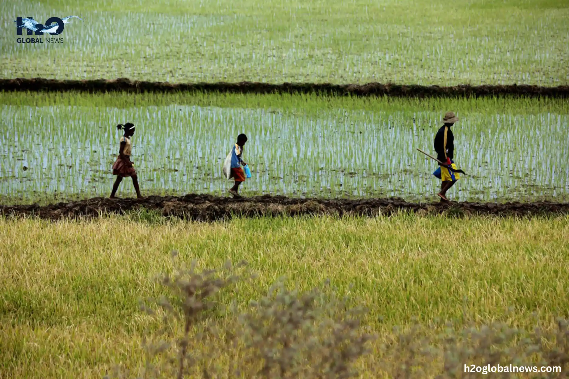 Common Myths About Crop Rotation and Water Use