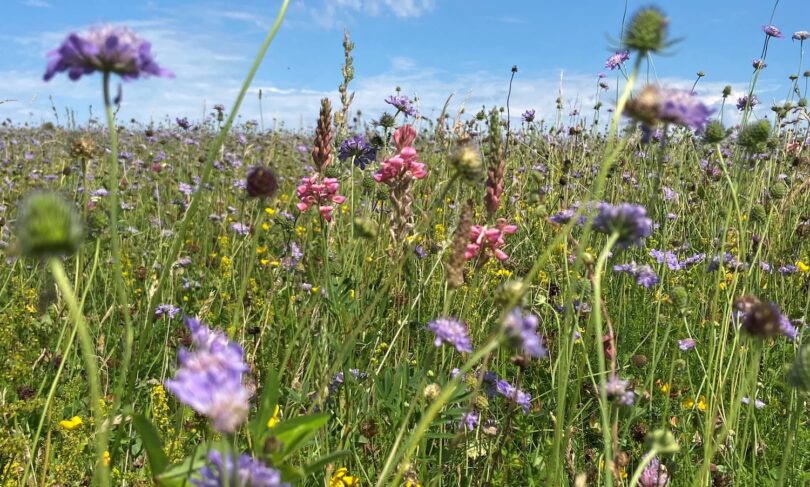 Wessex Water programme plays part in biodiversity drive | H2O Global News