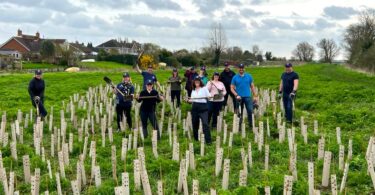 Group of Wave employees planting trees in a field as part of sustainability volunteering initiative.