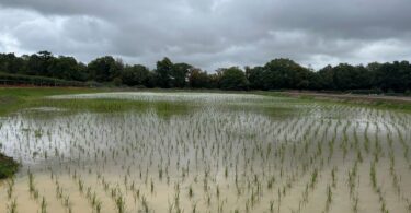 Young wetland vegetation planted across the new ICW at Staplefield WwTW.