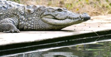 A crocodile resting beside a pool with its reflection visible in the water.