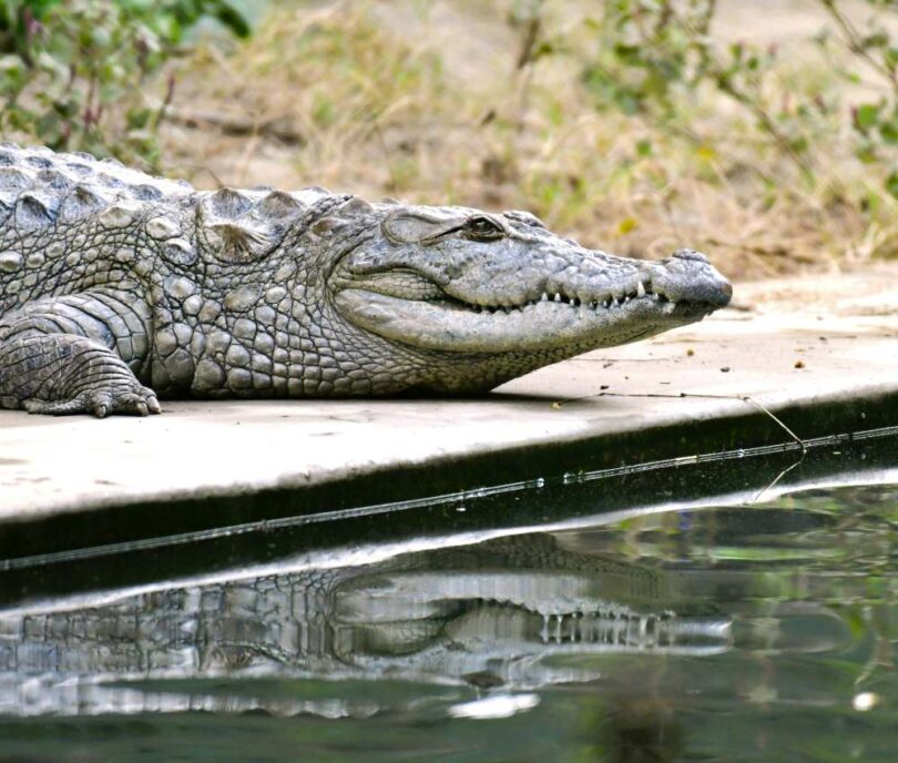 A crocodile resting beside a pool with its reflection visible in the water.