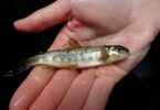 Young Atlantic salmon fry held during monitoring survey on the River Teign