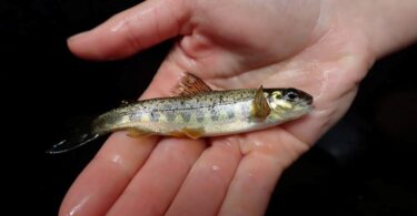 Young Atlantic salmon fry held during monitoring survey on the River Teign