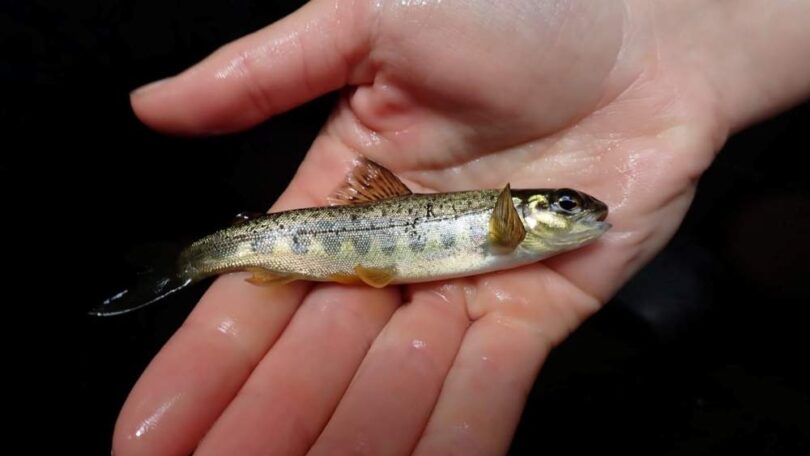 Young Atlantic salmon fry held during monitoring survey on the River Teign