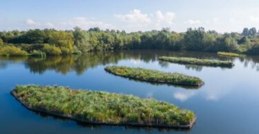 Floating wetland modules improving water quality and biodiversity in a UK reservoir