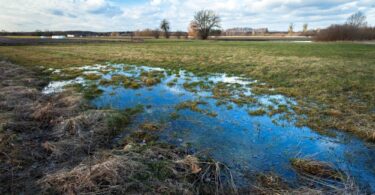 Groundwater saturation causing surface pooling in meadow landscape