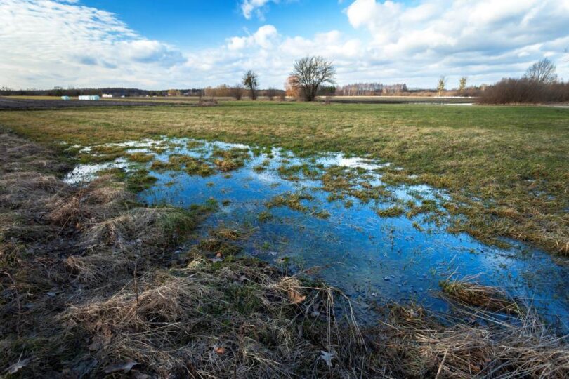 Groundwater saturation causing surface pooling in meadow landscape