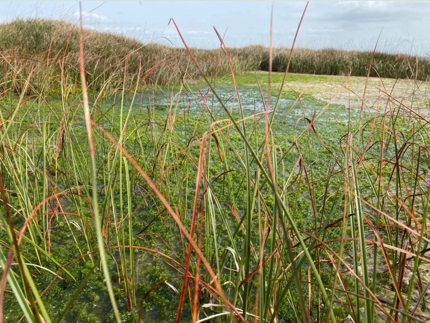 Dartmoor peatland restoration landscape showing rewetted peat bog supporting vegetation and water retention