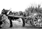 Historic peat cutting linked to Dartmoor peatland restoration showing horse-drawn cart transporting peat on Dartmoor