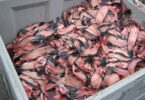 Fish by-products prepared for processing through the Landia PowerEnsiler fish silage system
