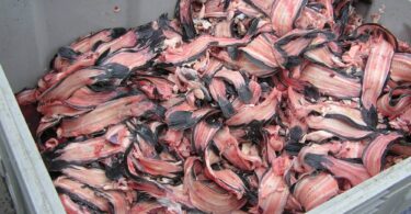 Fish by-products prepared for processing through the Landia PowerEnsiler fish silage system
