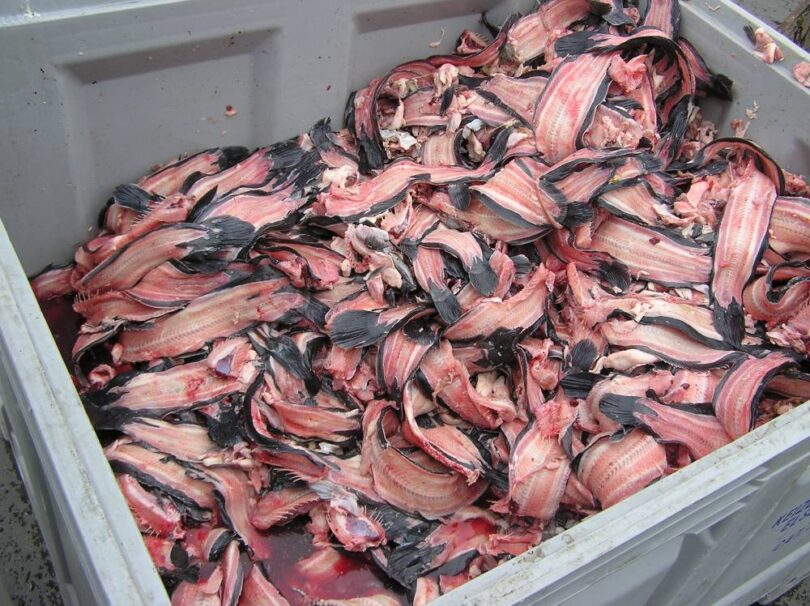 Fish by-products prepared for processing through the Landia PowerEnsiler fish silage system
