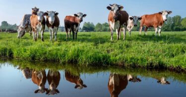 Agricultural runoff linked to nitrate contamination in groundwater and drinking water sources